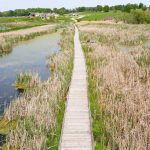 Boardwalk at Horicon Marsh in Dodge County Wisconsin in spring