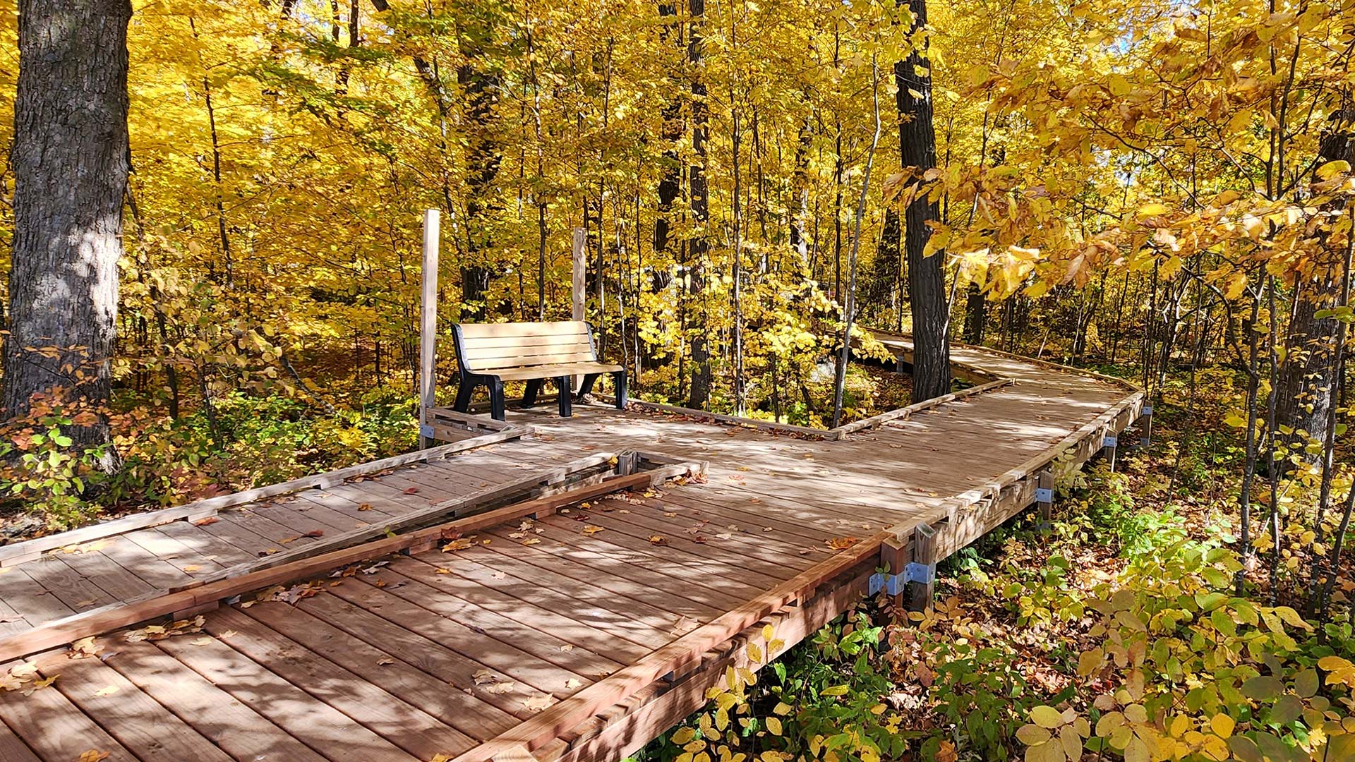 Wooden hiking trail winding between fall colored trees at Ledge State Park
