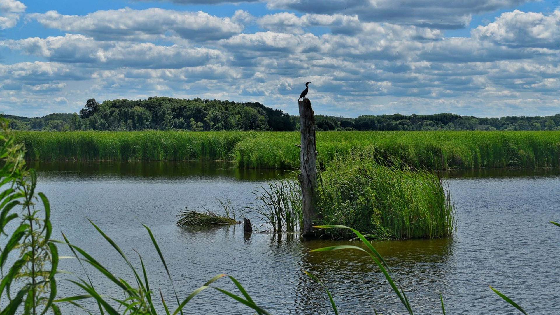 Bird perched over Horicon Marsh