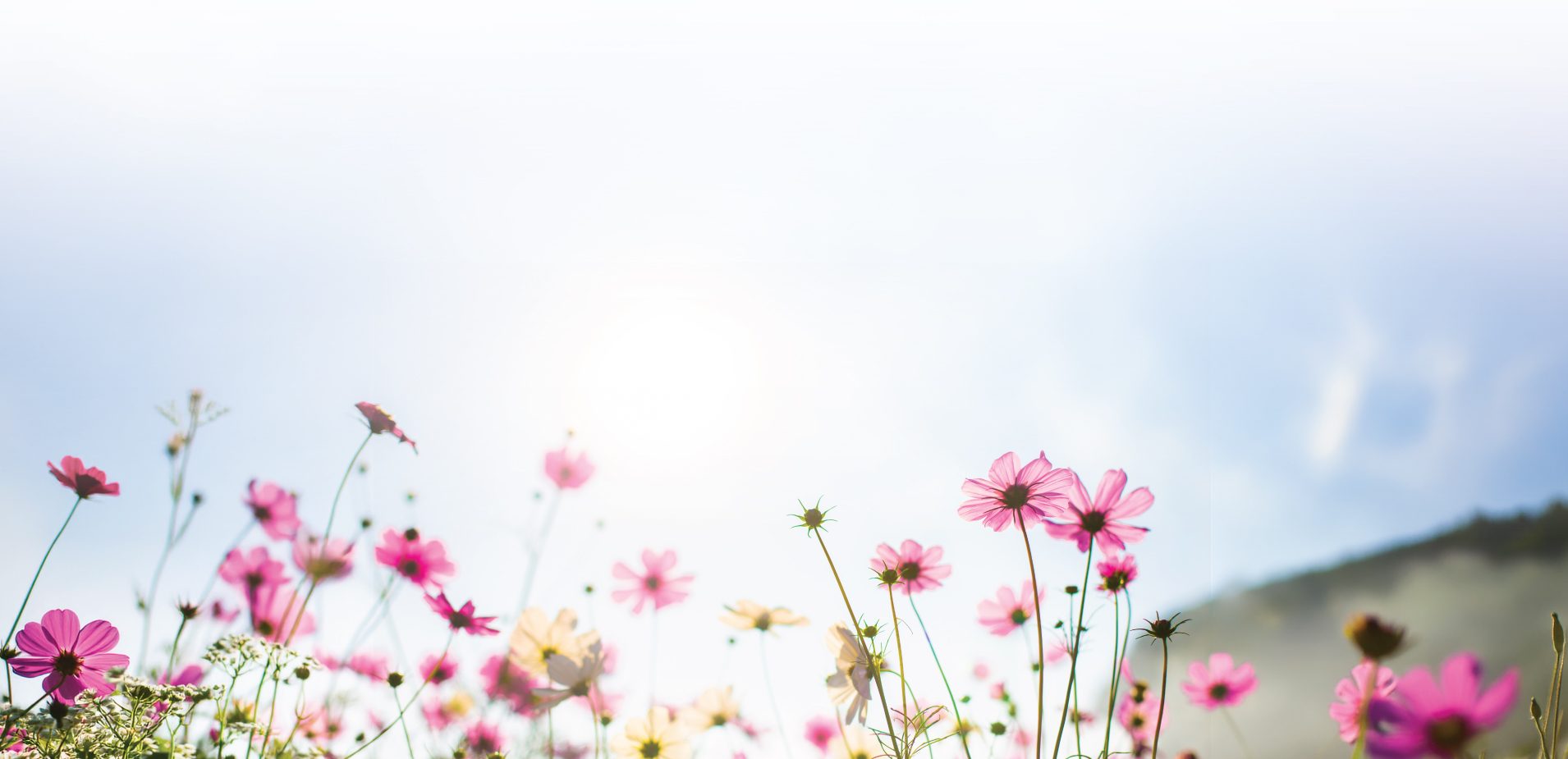 Spring Flowers Scenery 